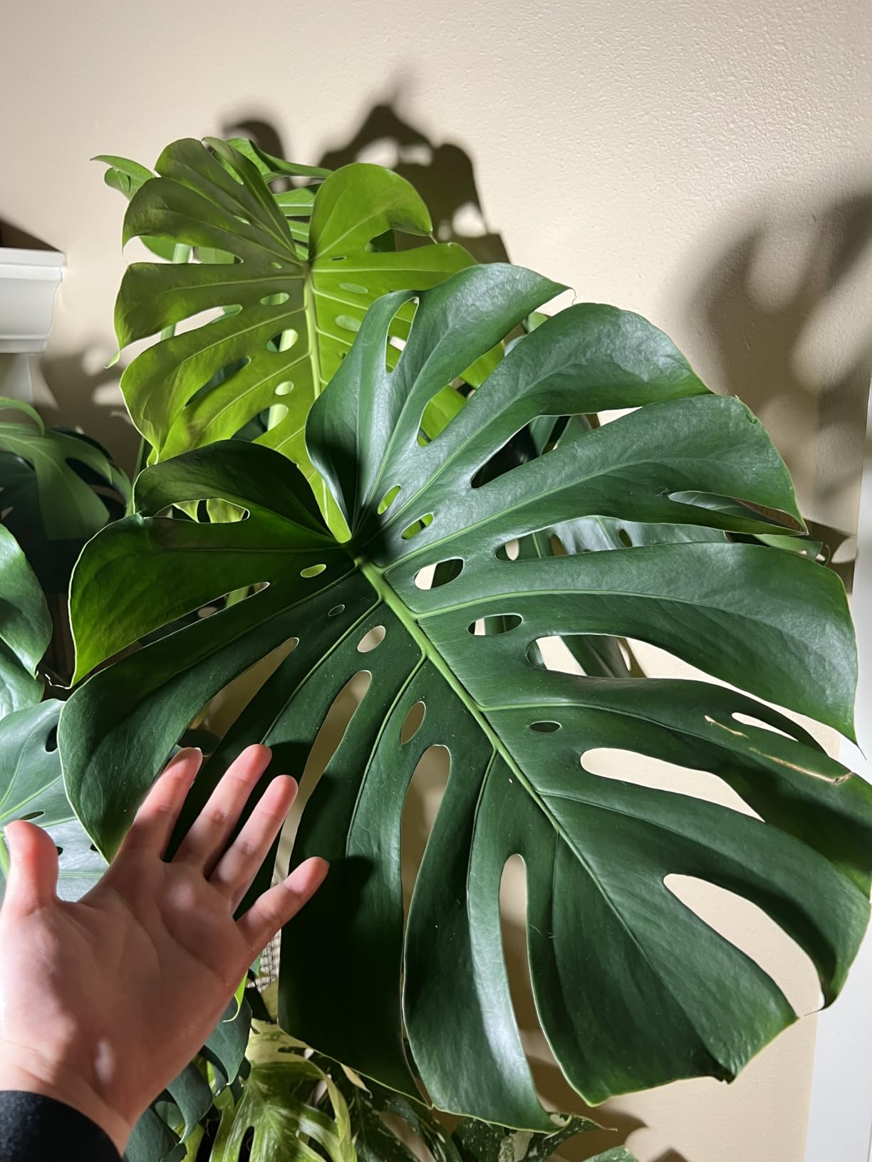 Large fenestrated Monstera deliciosa leaf held next to a hand for scale