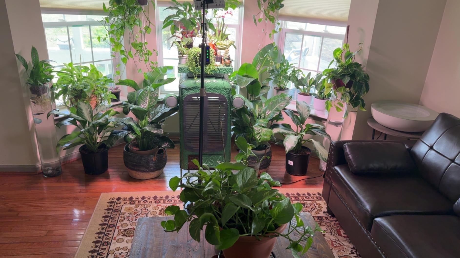 Living room houseplant collection with pothos, dieffenbachia and peace lilies under a grow light