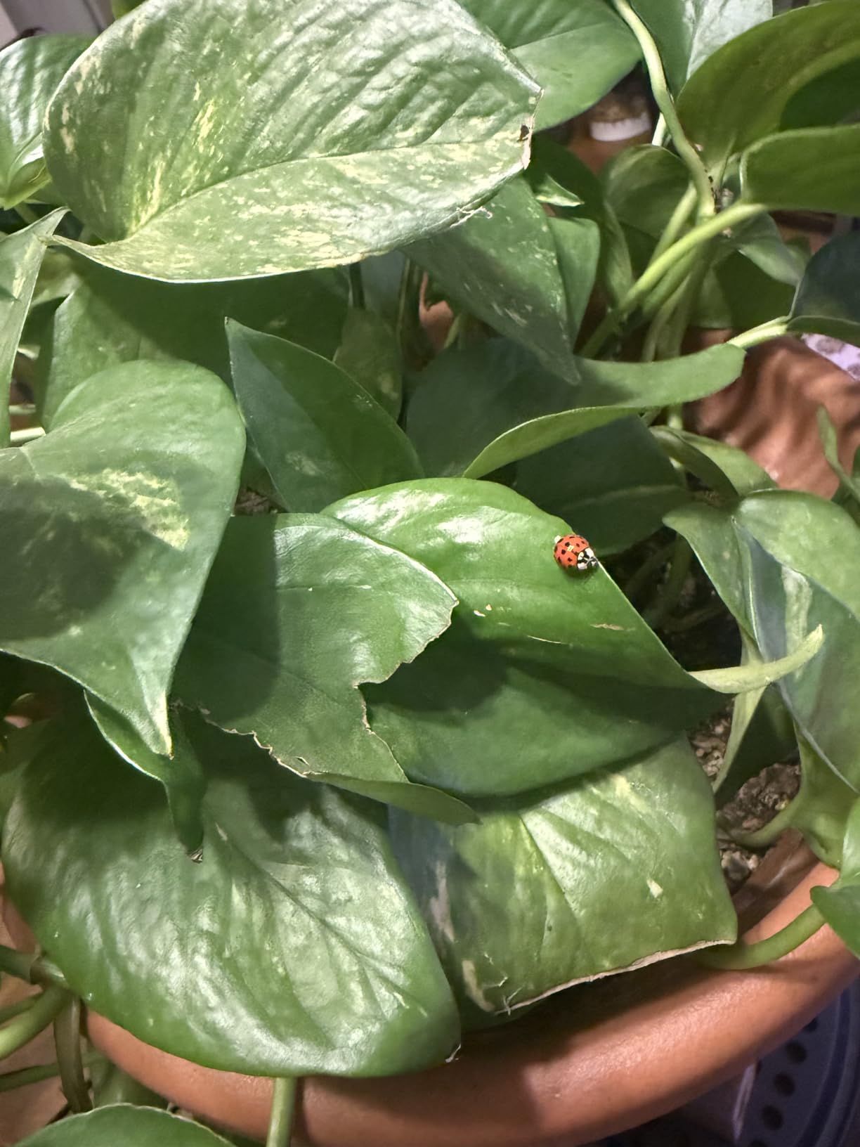 Golden pothos with glossy variegated leaves and a ladybug resting on one leaf