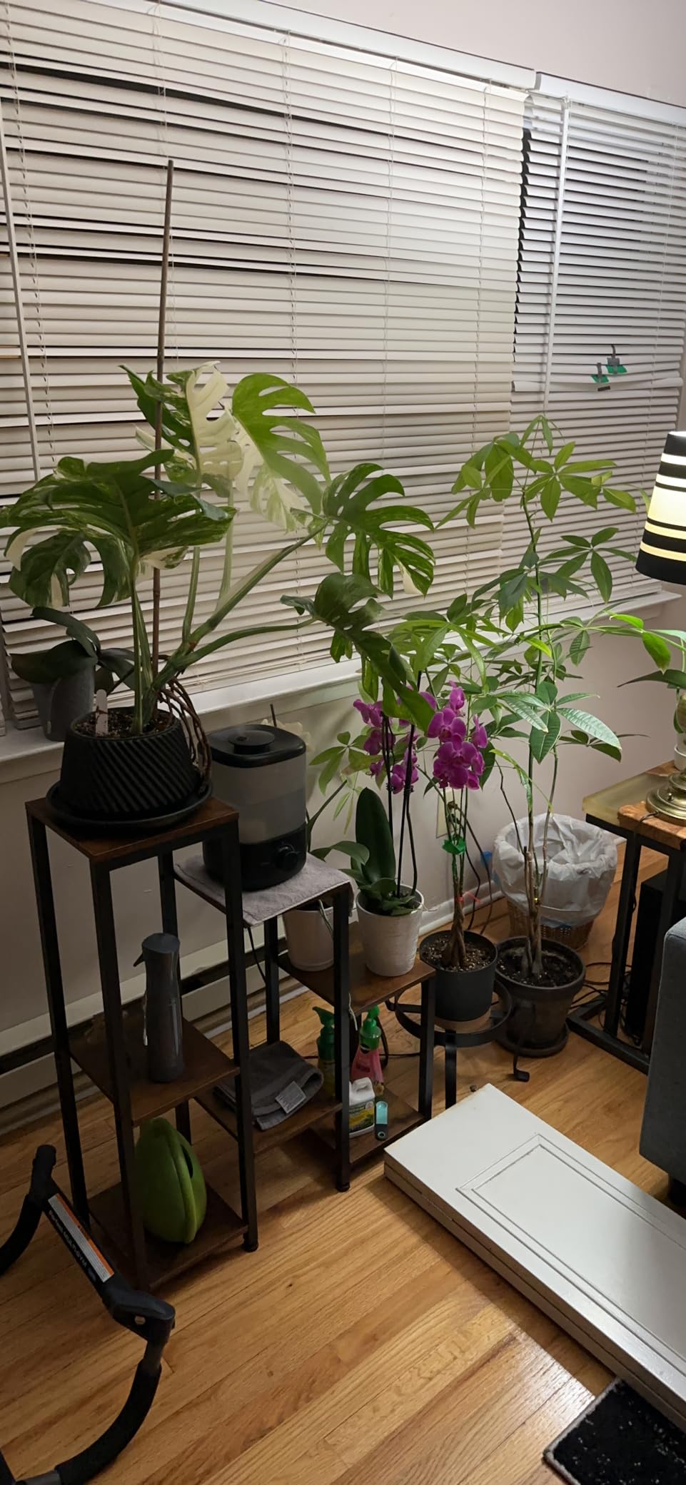 Variegated Monstera albo and a money tree on plant stands beside a window