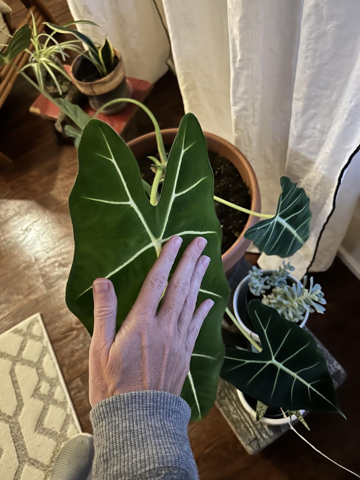 Alocasia Frydek leaf spanning wider than an adult hand