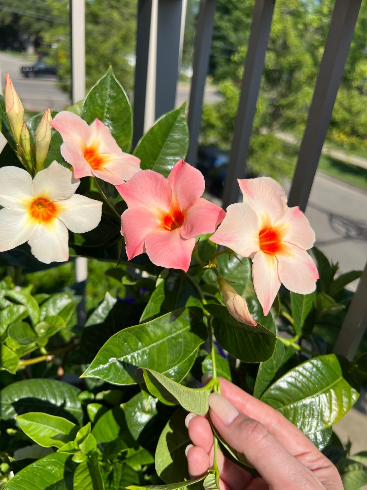 Mandevilla in bloom with pink and cream flowers on a porch railing